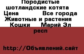 Породистые шотландские котята. › Цена ­ 5 000 - Все города Животные и растения » Кошки   . Марий Эл респ.